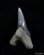 Lower Jaw Hemipristis Serra Tooth - Maryland #3045-1